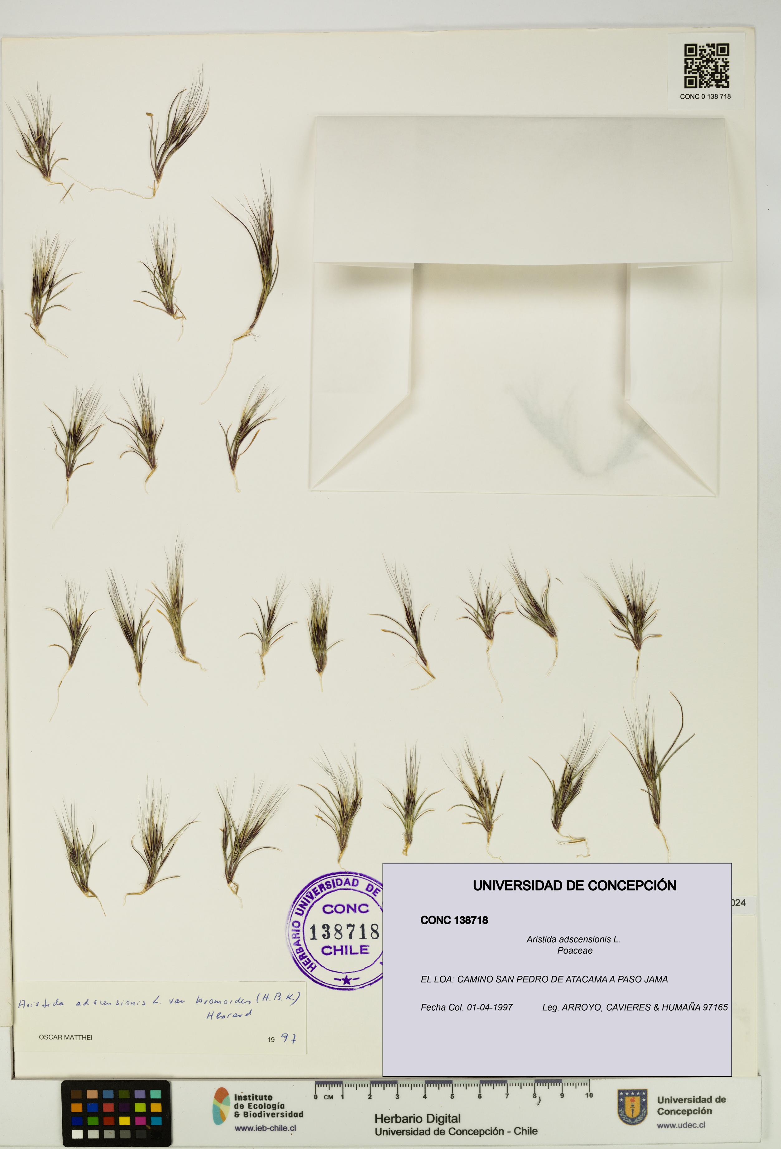 Aristida adscensionis [Espécimen: UDEC:CONC:0138718]