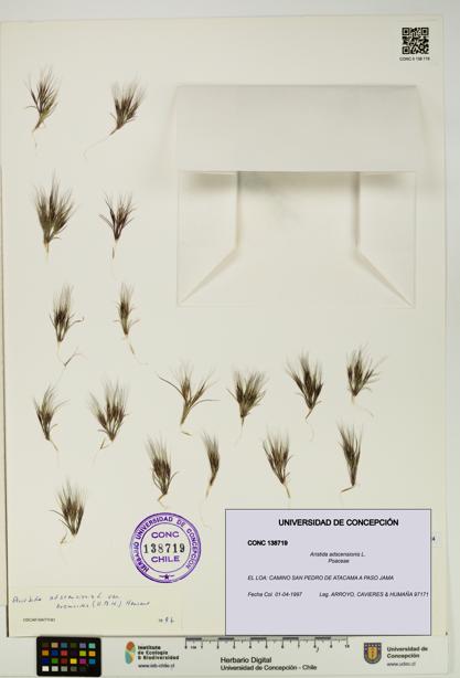 Aristida adscensionis [Espécimen: UDEC:CONC:0138719]