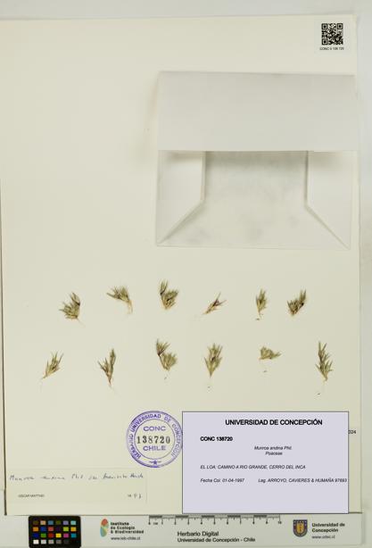 Munroa andina [Espécimen: UDEC:CONC:0138720]
