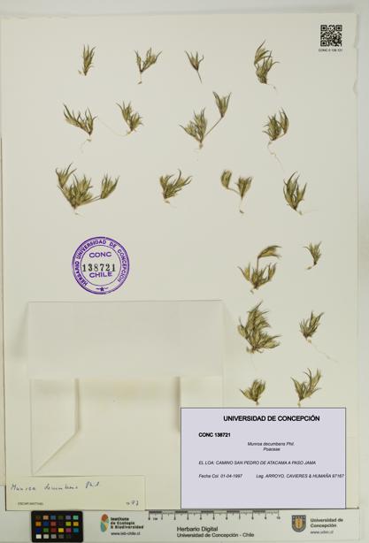 Munroa decumbens [Espécimen: UDEC:CONC:0138721]