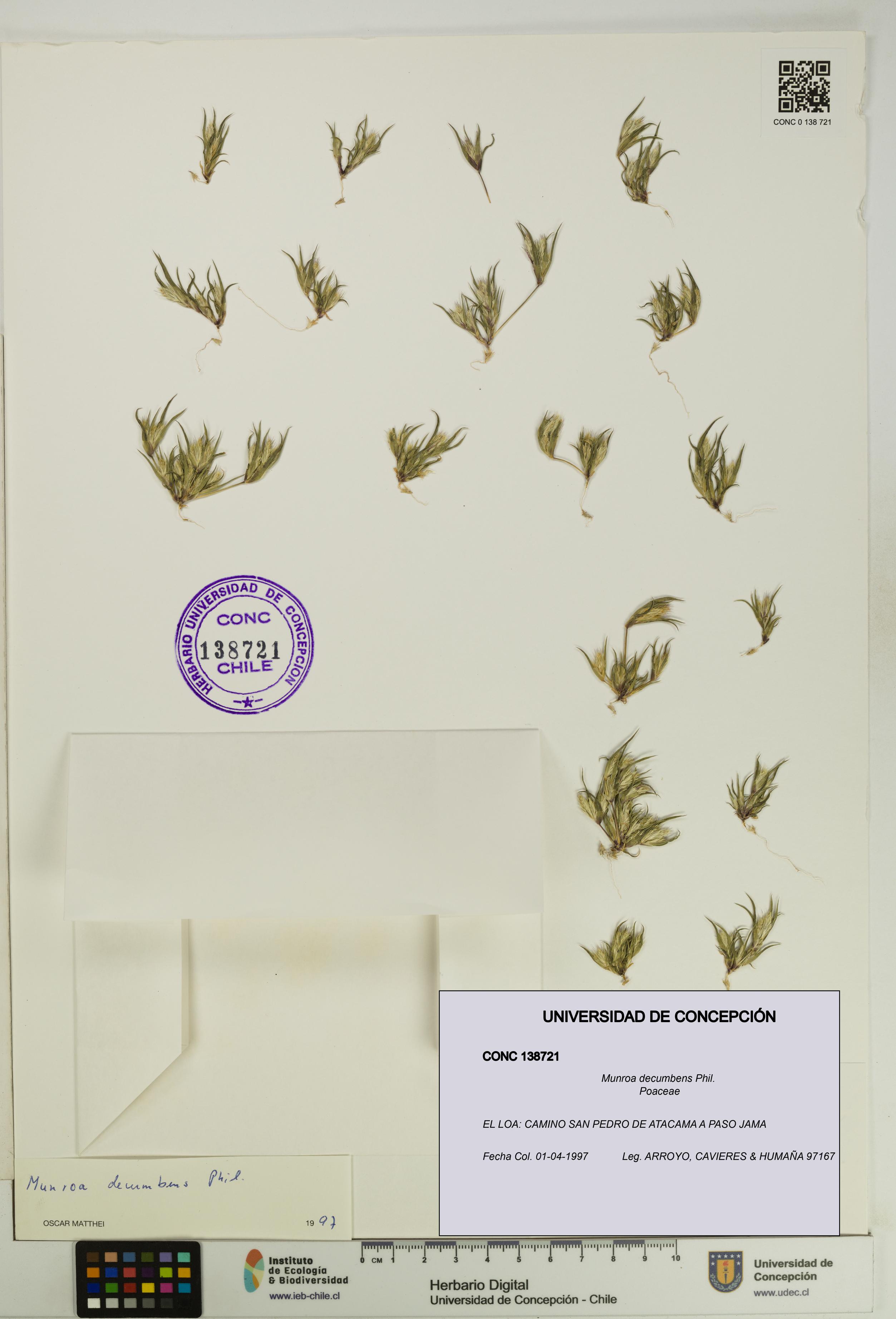 Munroa decumbens [Espécimen: UDEC:CONC:0138721]