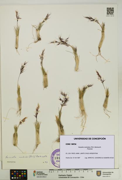 Nassella nardoides [Espécimen: UDEC:CONC:0138724]