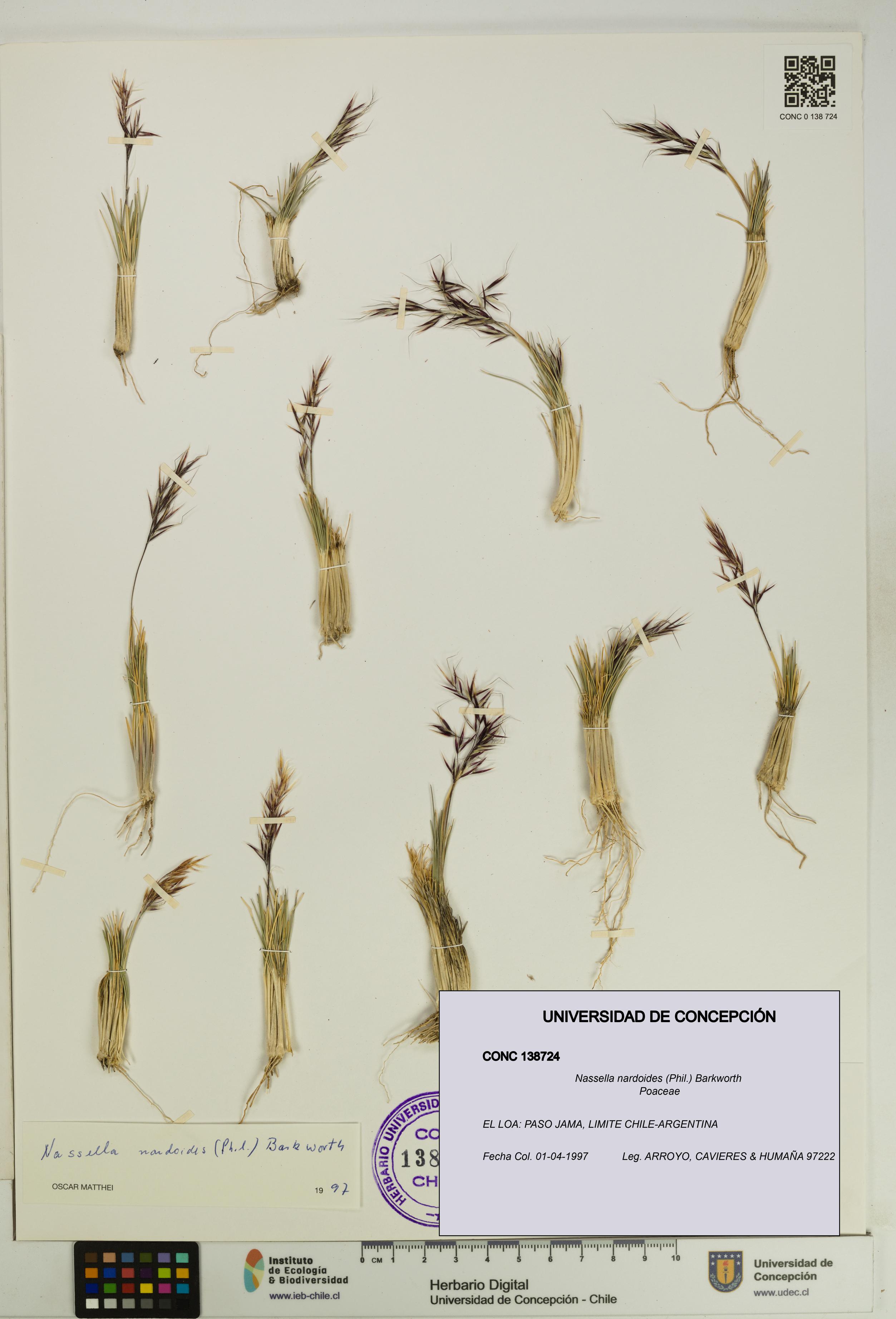 Nassella nardoides [Espécimen: UDEC:CONC:0138724]
