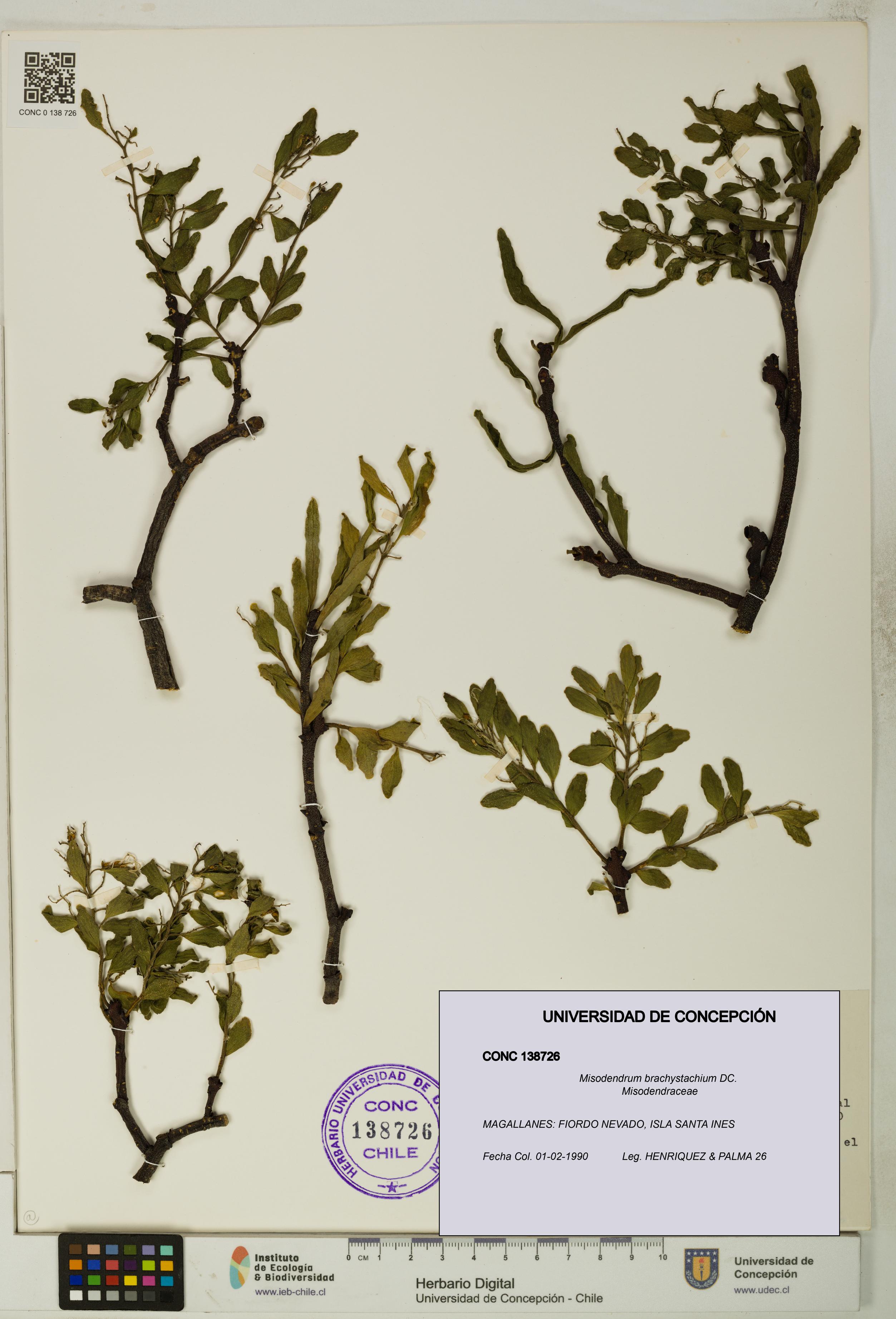 Misodendrum brachystachium [Espécimen: UDEC:CONC:0138726]
