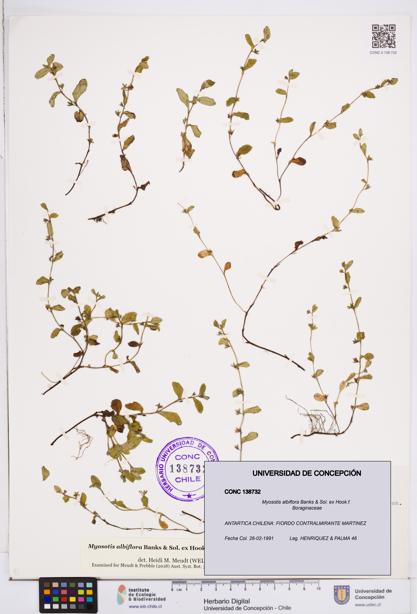 Myosotis albiflora [Espécimen: ]