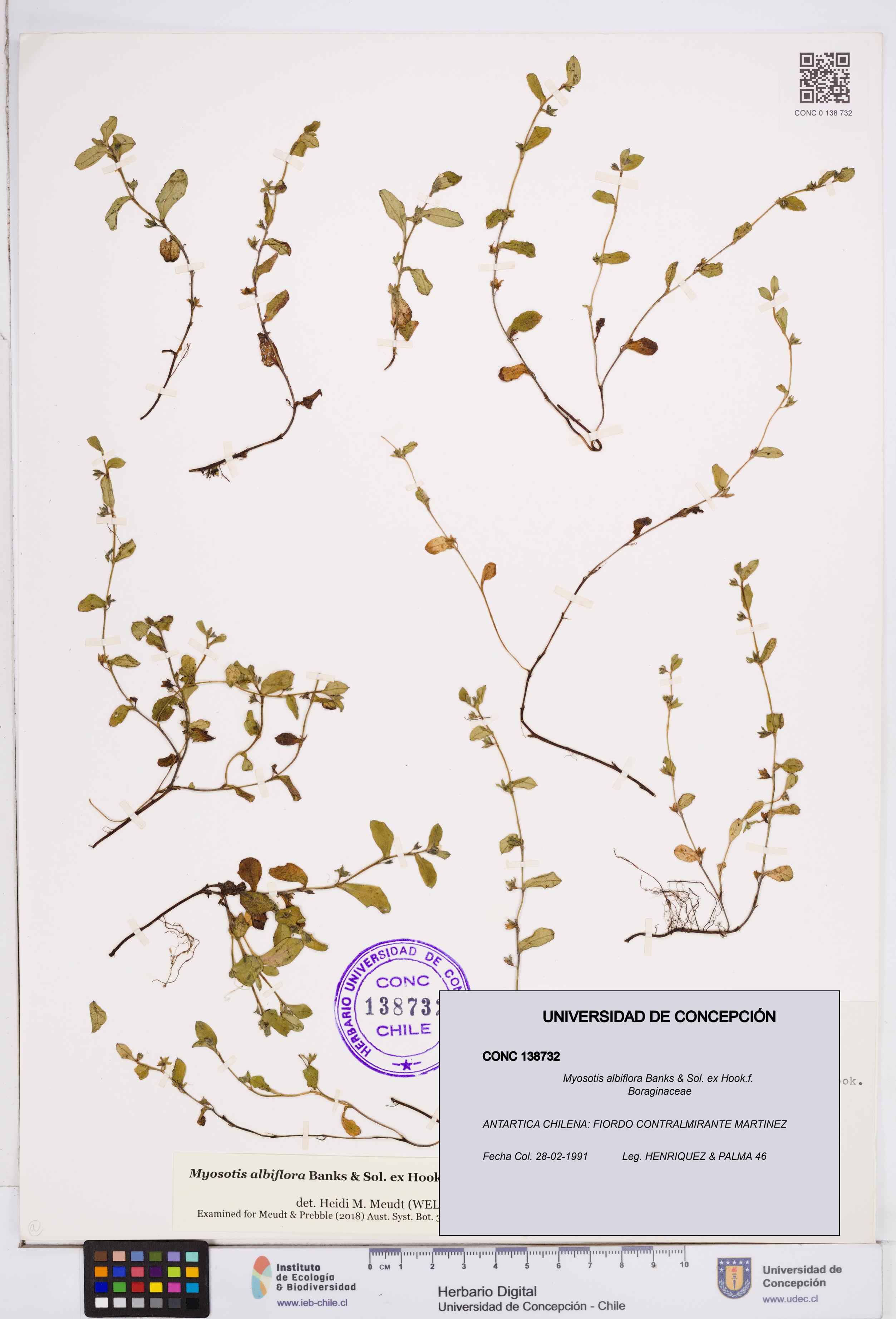 Myosotis albiflora [Espécimen: ]
