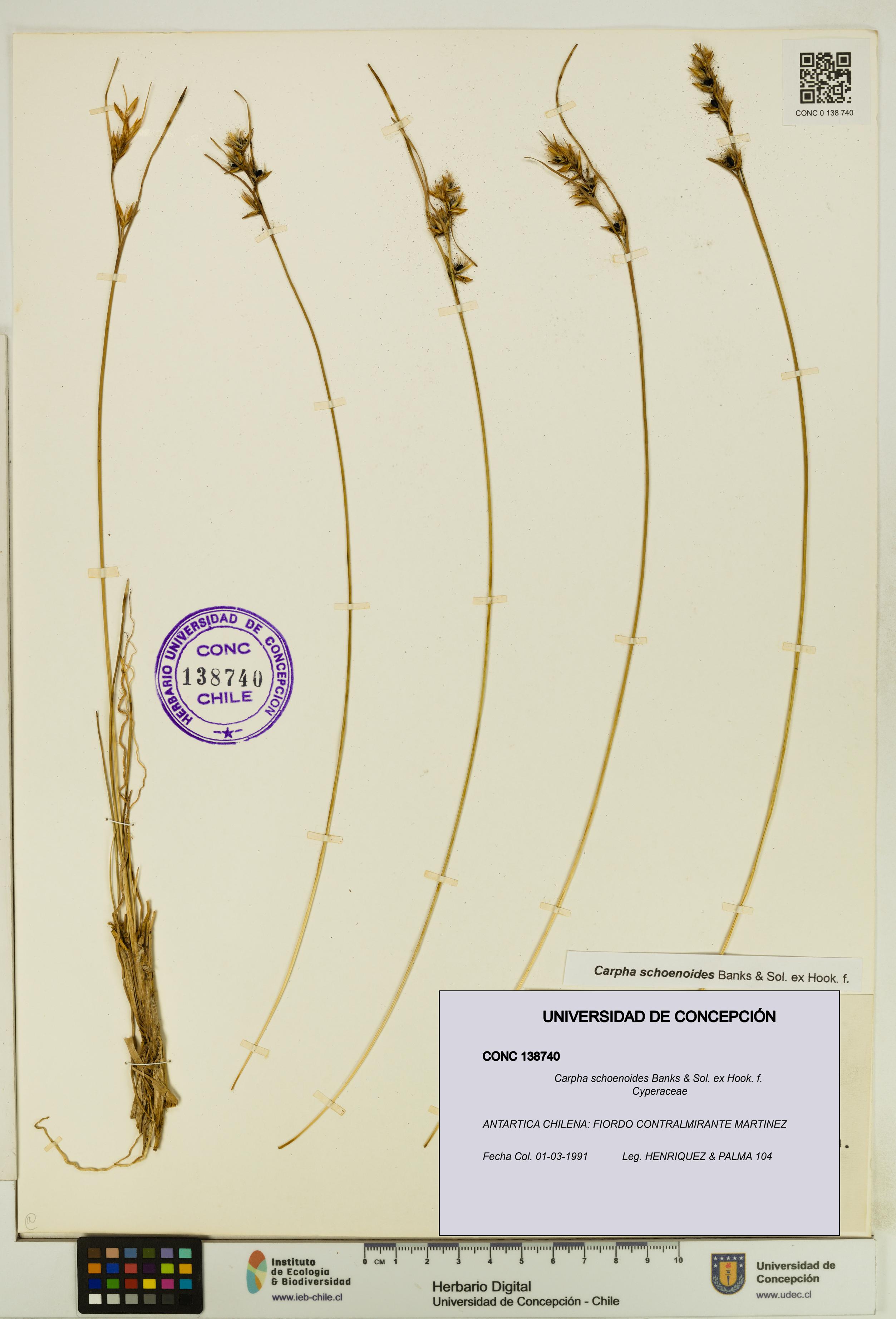 Carpha schoenoides [Espécimen: UDEC:CONC:0138740]