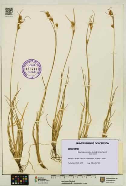 Carpha schoenoides [Espécimen: UDEC:CONC:0138744]