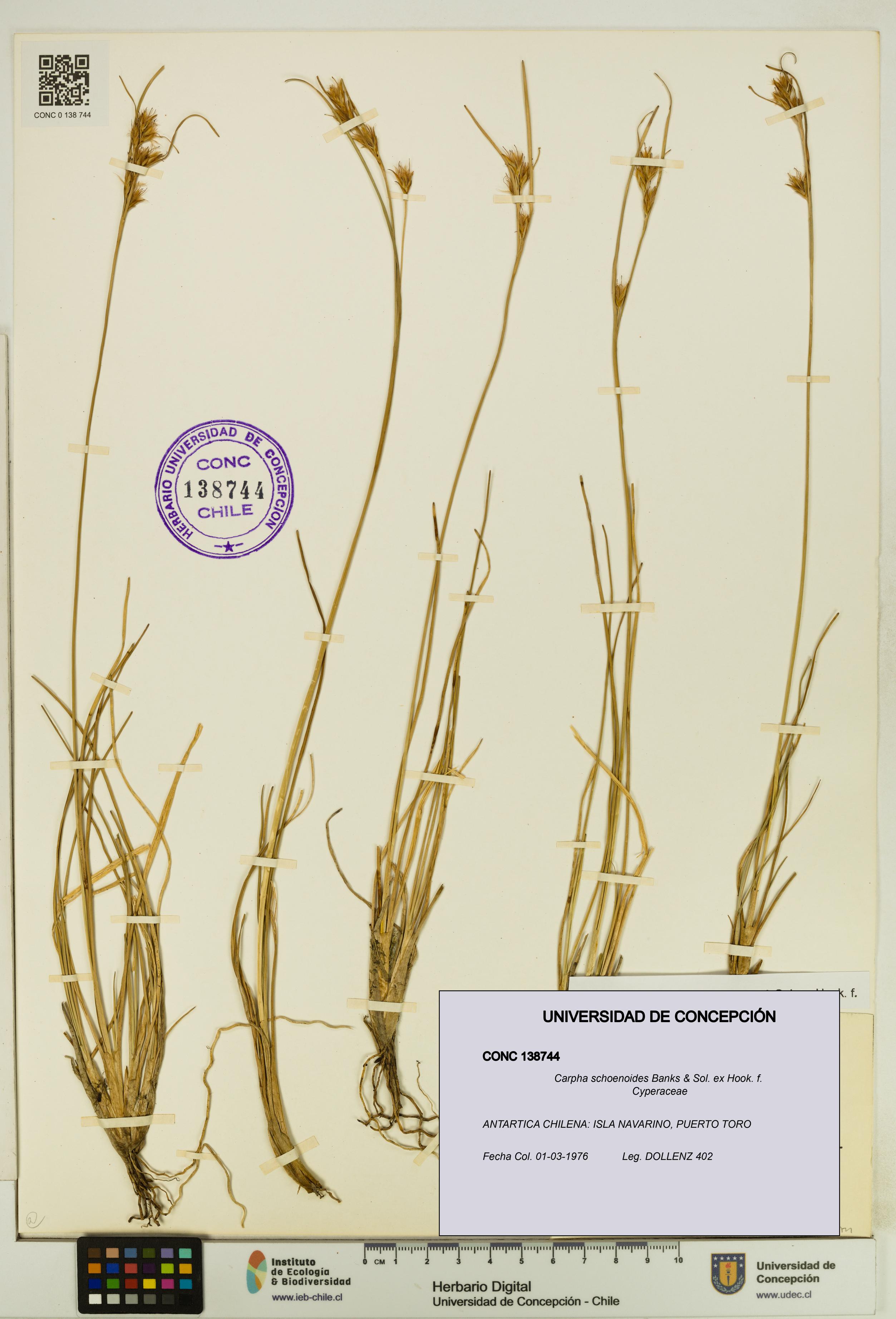 Carpha schoenoides [Espécimen: UDEC:CONC:0138744]