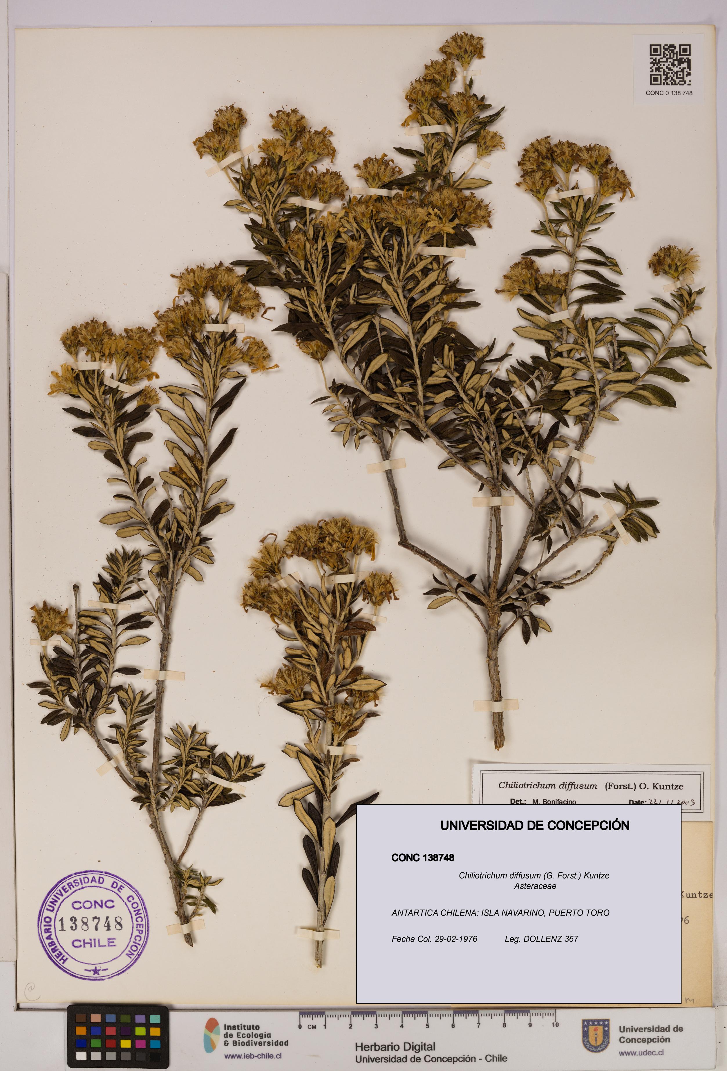 Chiliotrichum diffusum [Espécimen: UDEC:CONC:0138748]