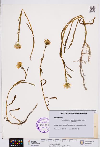 Symphyotrichum vahlii [Espécimen: ]