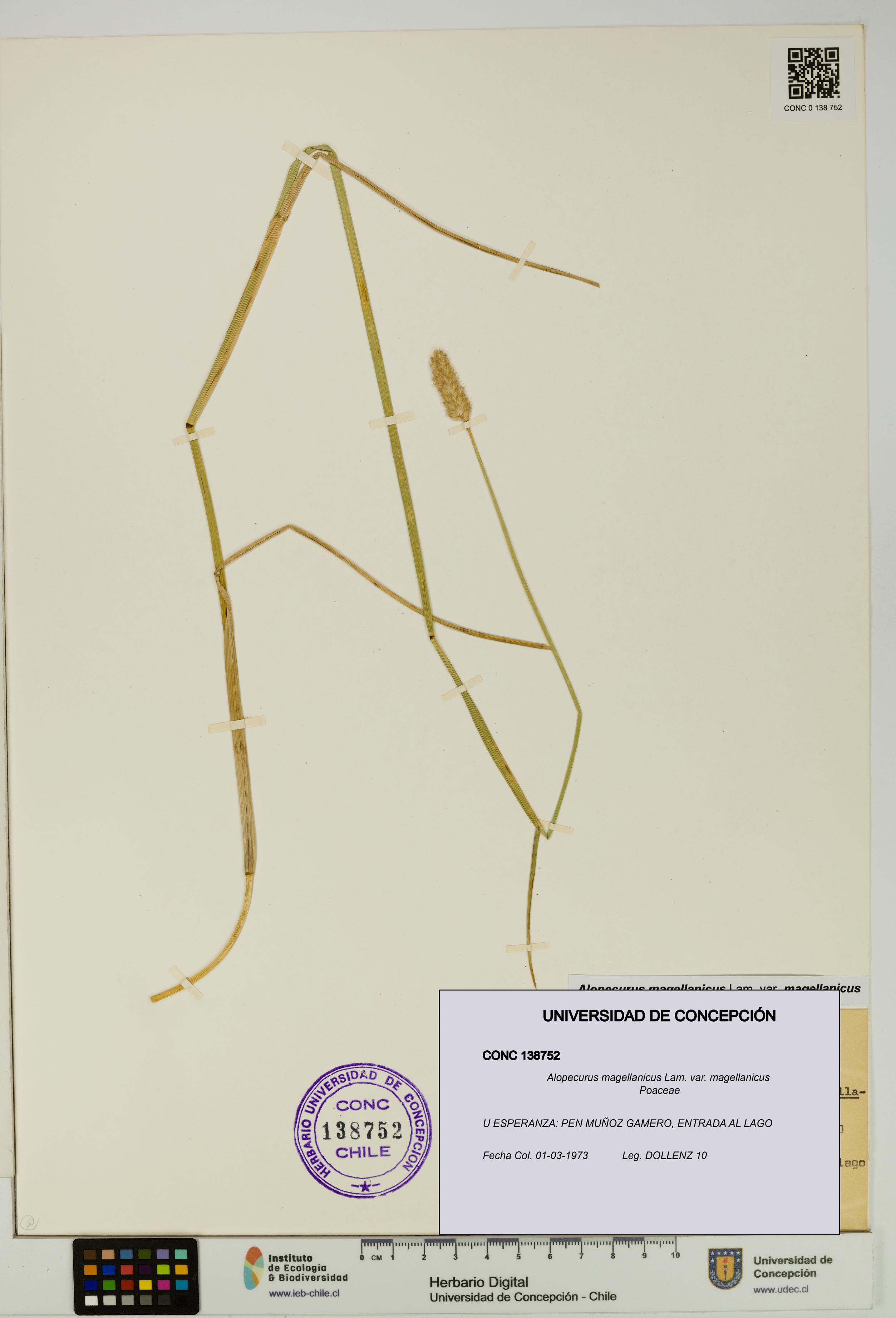 Alopecurus magellanicus var. magellanicus [Espécimen: UDEC:CONC:0138752]