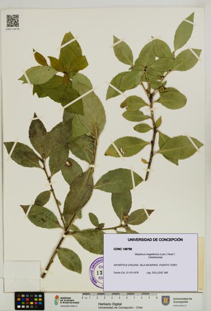 Maytenus magellanica [Espécimen: UDEC:CONC:0138758]
