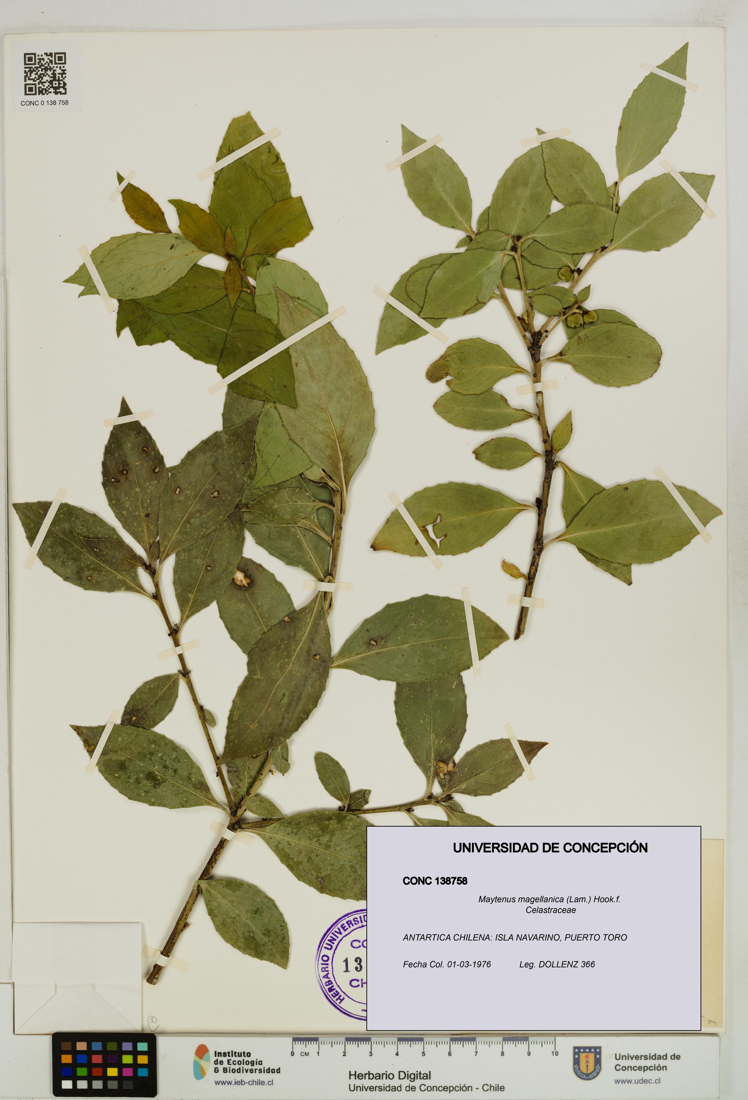 Maytenus magellanica [Espécimen: UDEC:CONC:0138758]