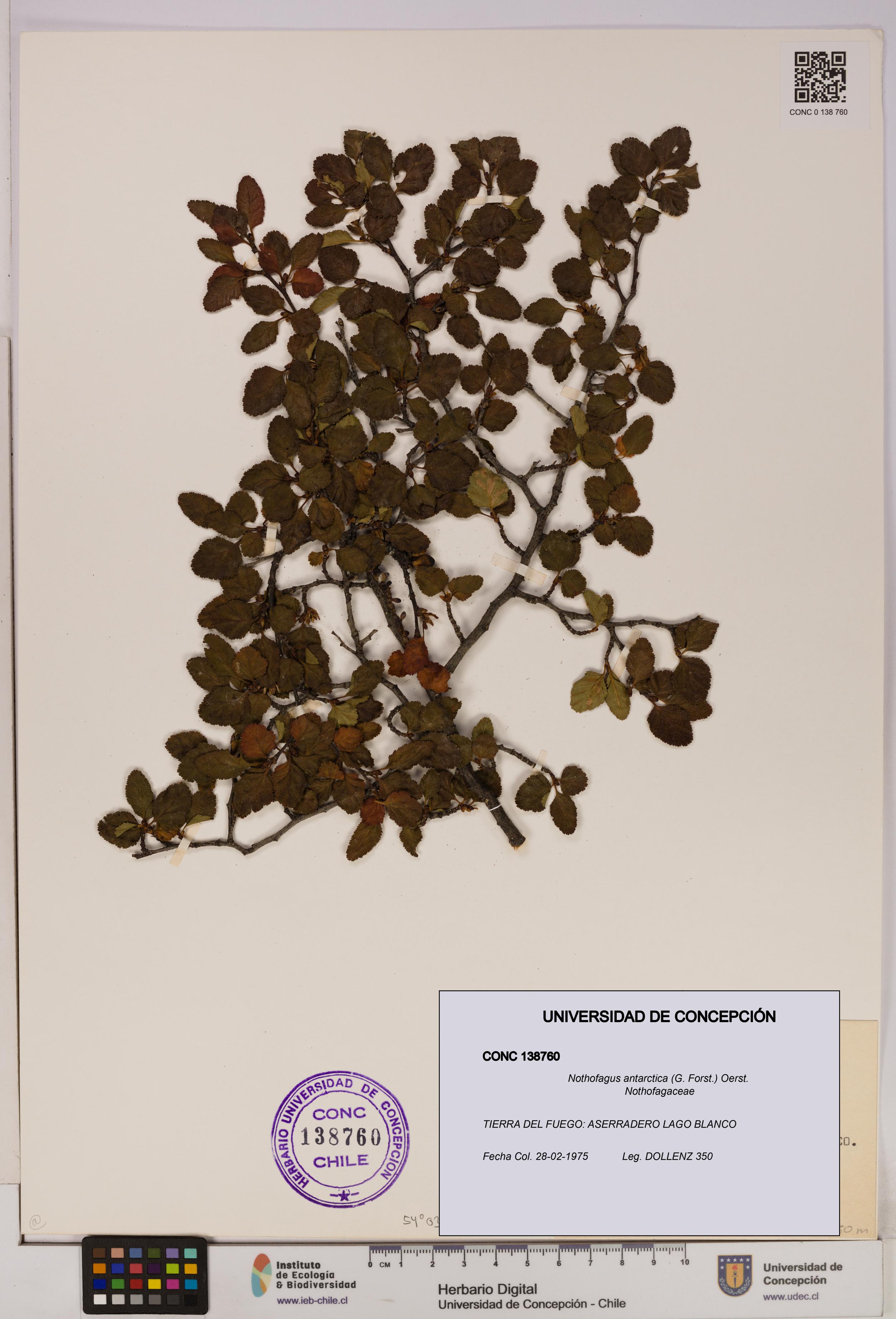 Nothofagus antarctica [Espécimen: UDEC:CONC:0138760]