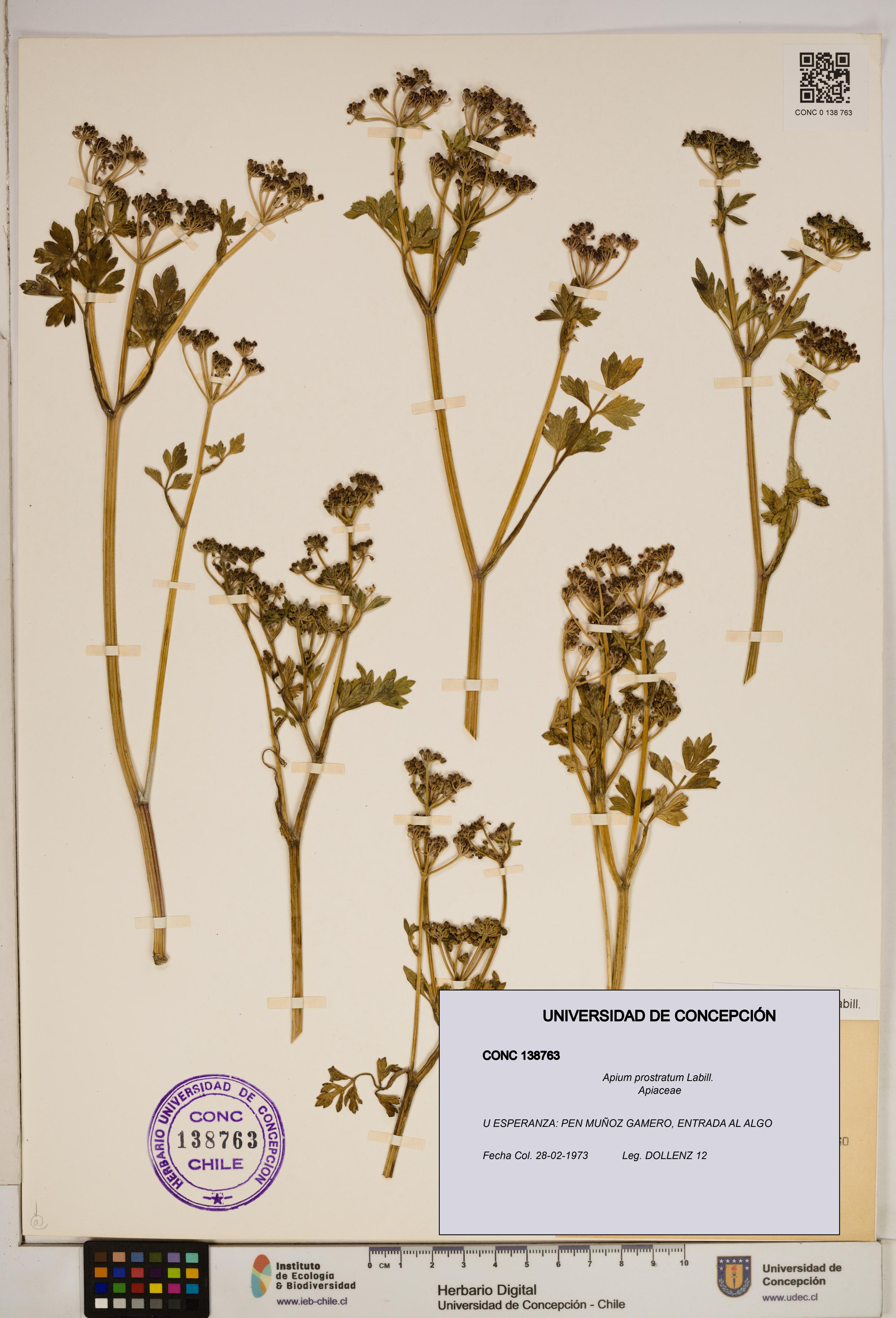 Apium prostratum [Espécimen: ]