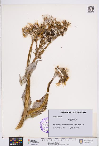 Senecio smithii [Espécimen: ]