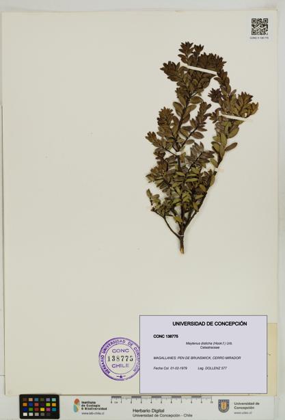 Maytenus disticha [Espécimen: UDEC:CONC:0138775]