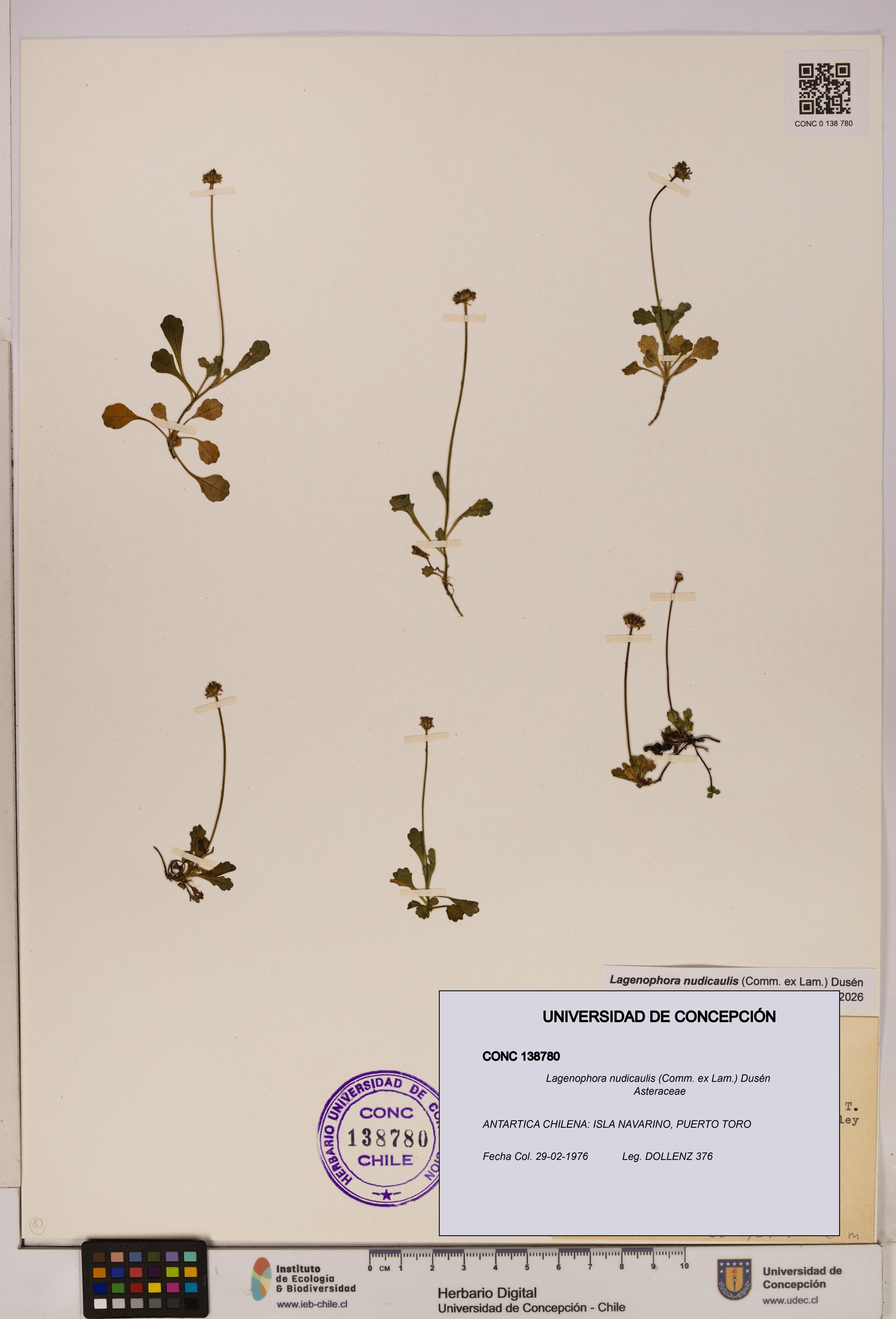 Lagenophora nudicaulis [Espécimen: ]