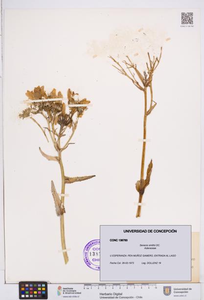 Senecio smithii [Espécimen: ]