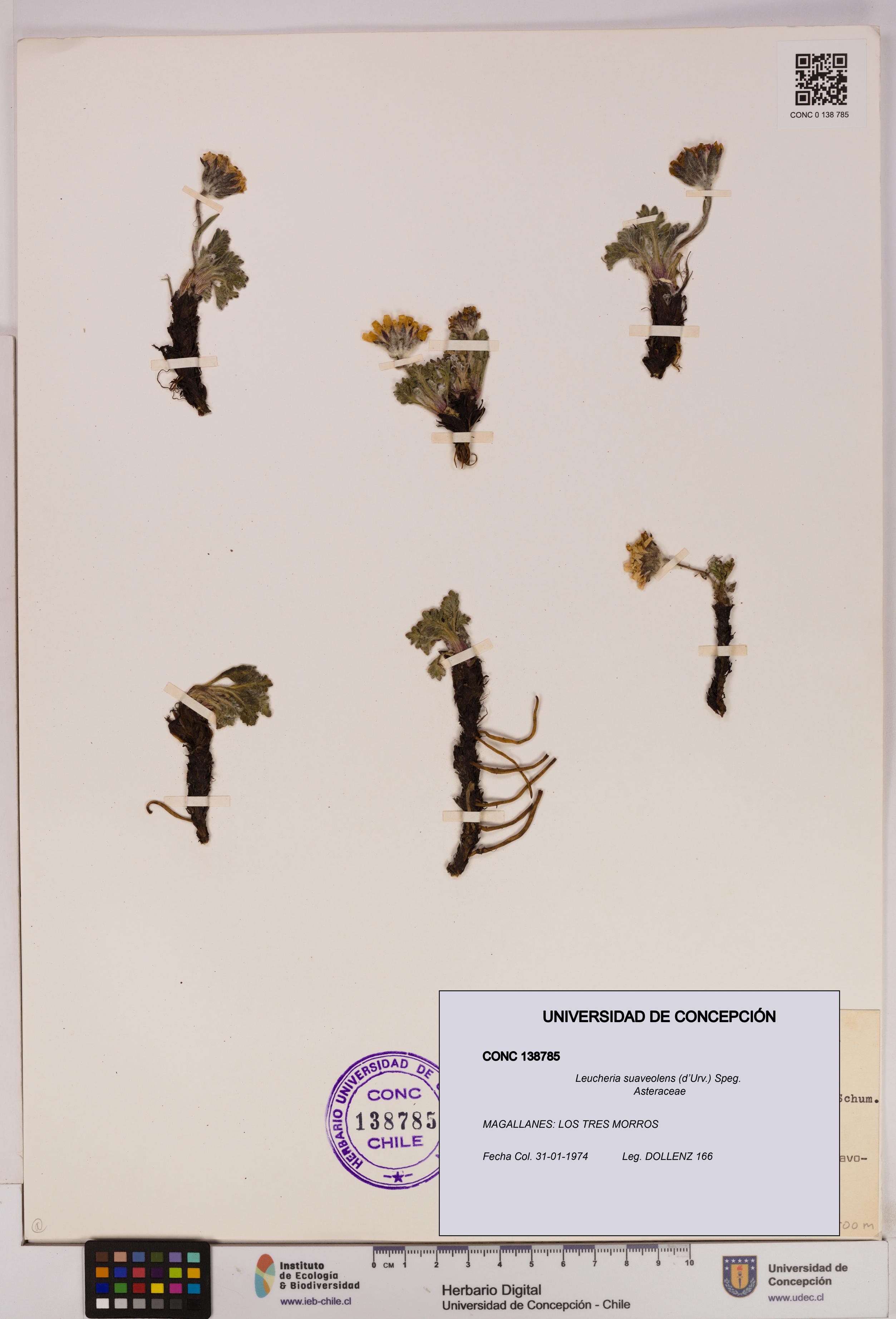 Leucheria suaveolens [Espécimen: UDEC:CONC:0138785]