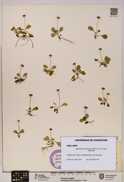Lagenophora nudicaulis [Espécimen: ]