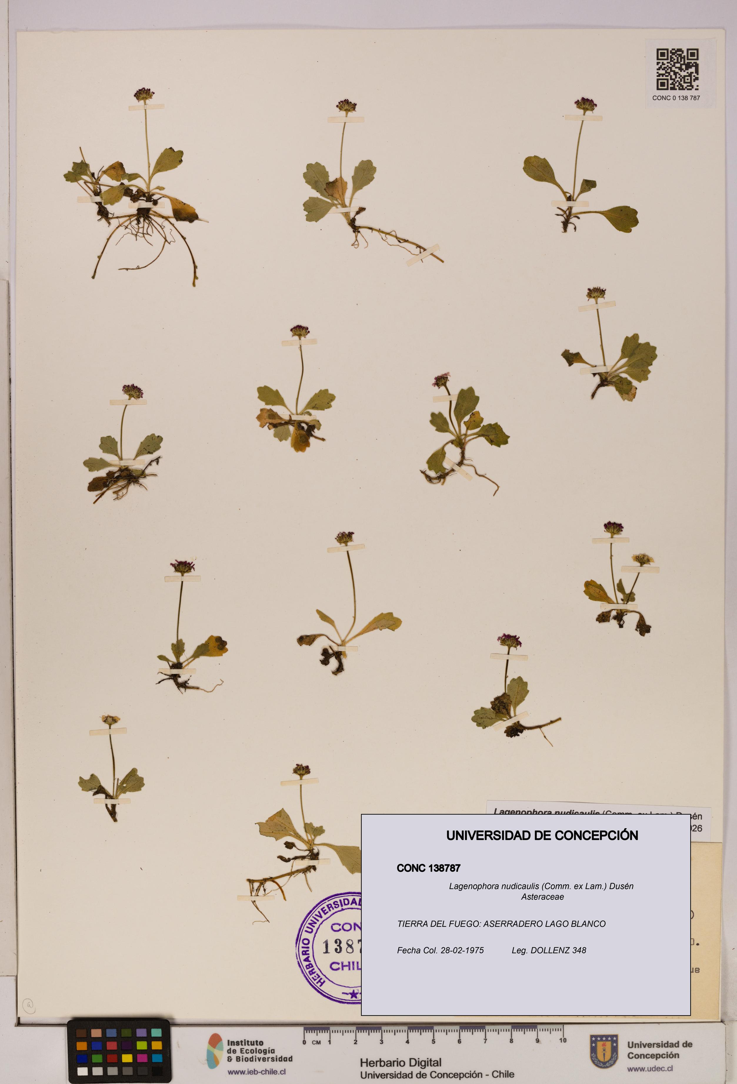 Lagenophora nudicaulis [Espécimen: ]