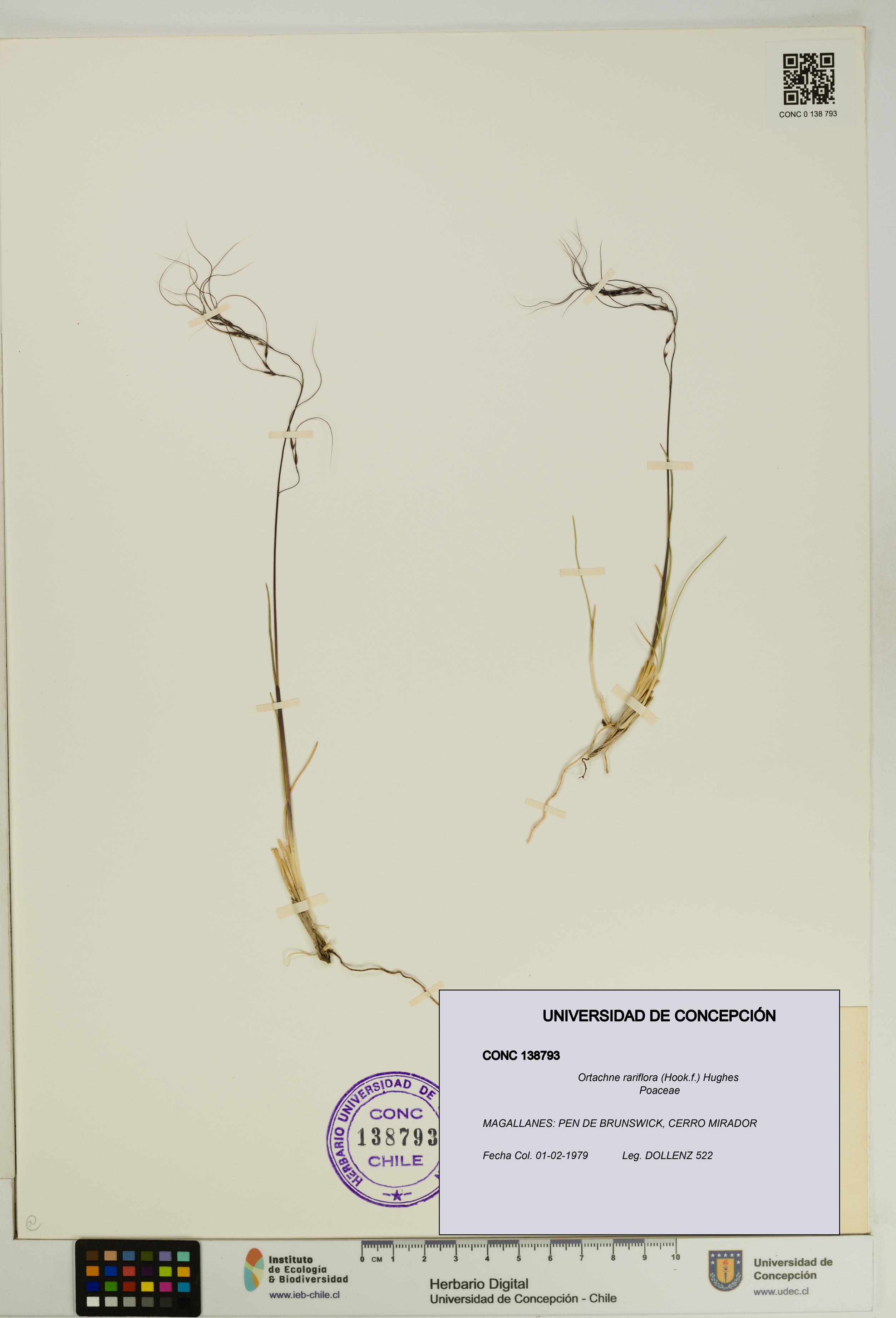 Ortachne rariflora [Espécimen: UDEC:CONC:0138793]