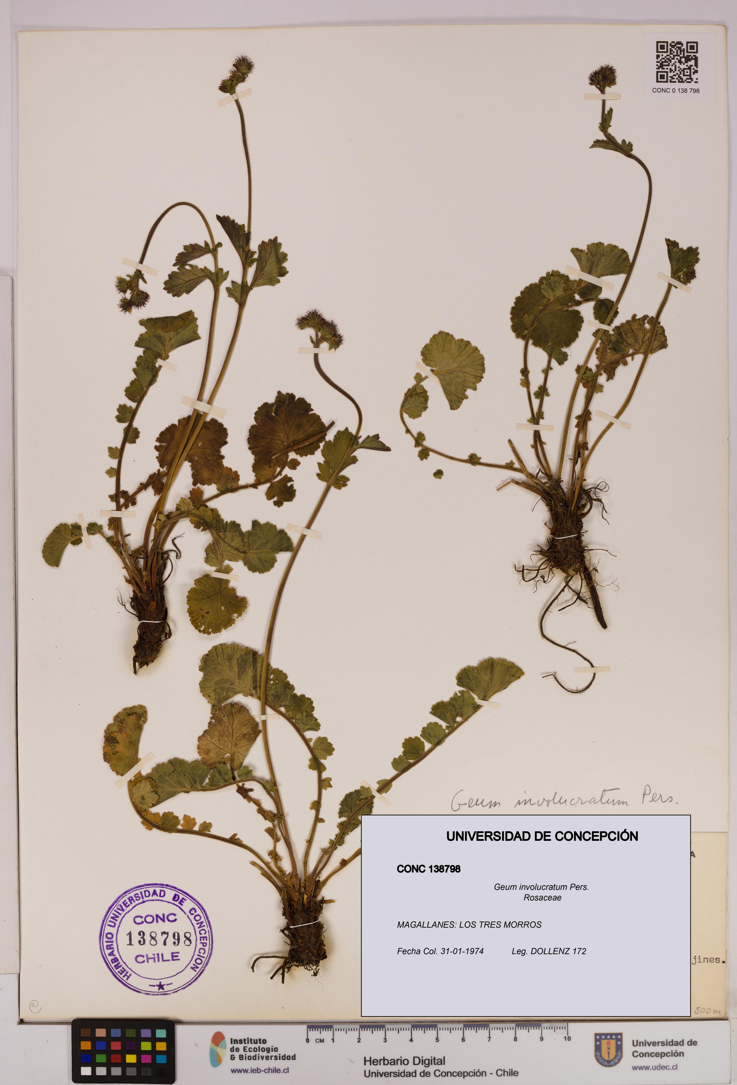 Geum involucratum [Espécimen: UDEC:CONC:0138798]