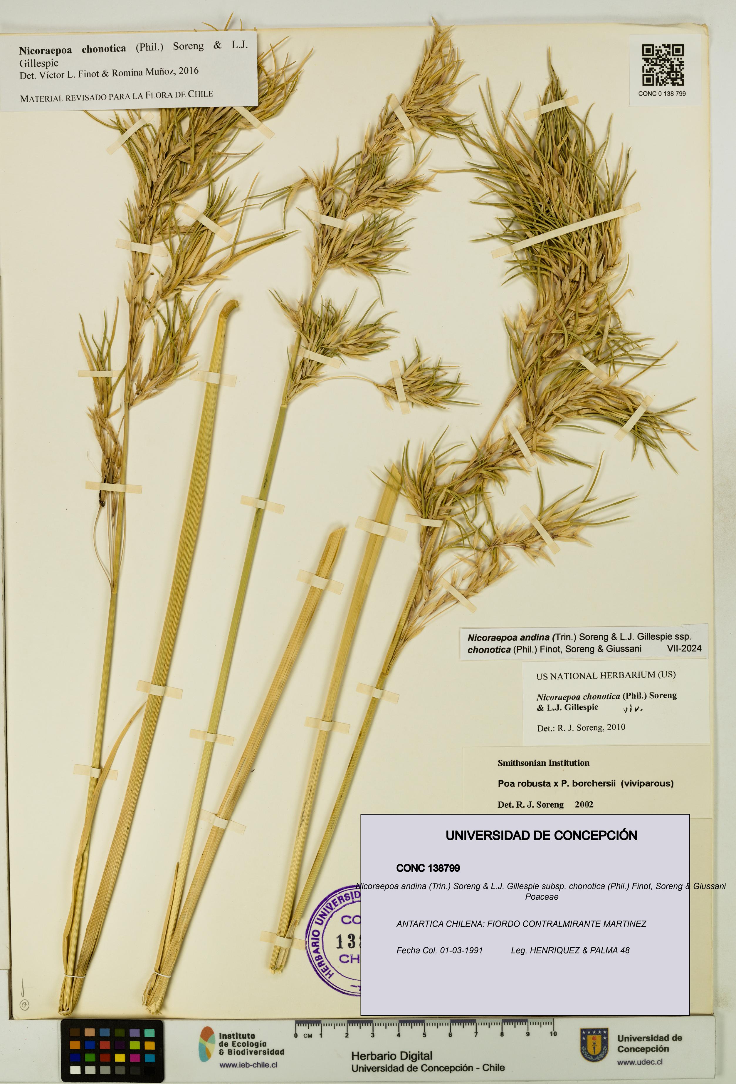 Nicoraepoa andina subsp. chonotica [Espécimen: UDEC:CONC:0138799]