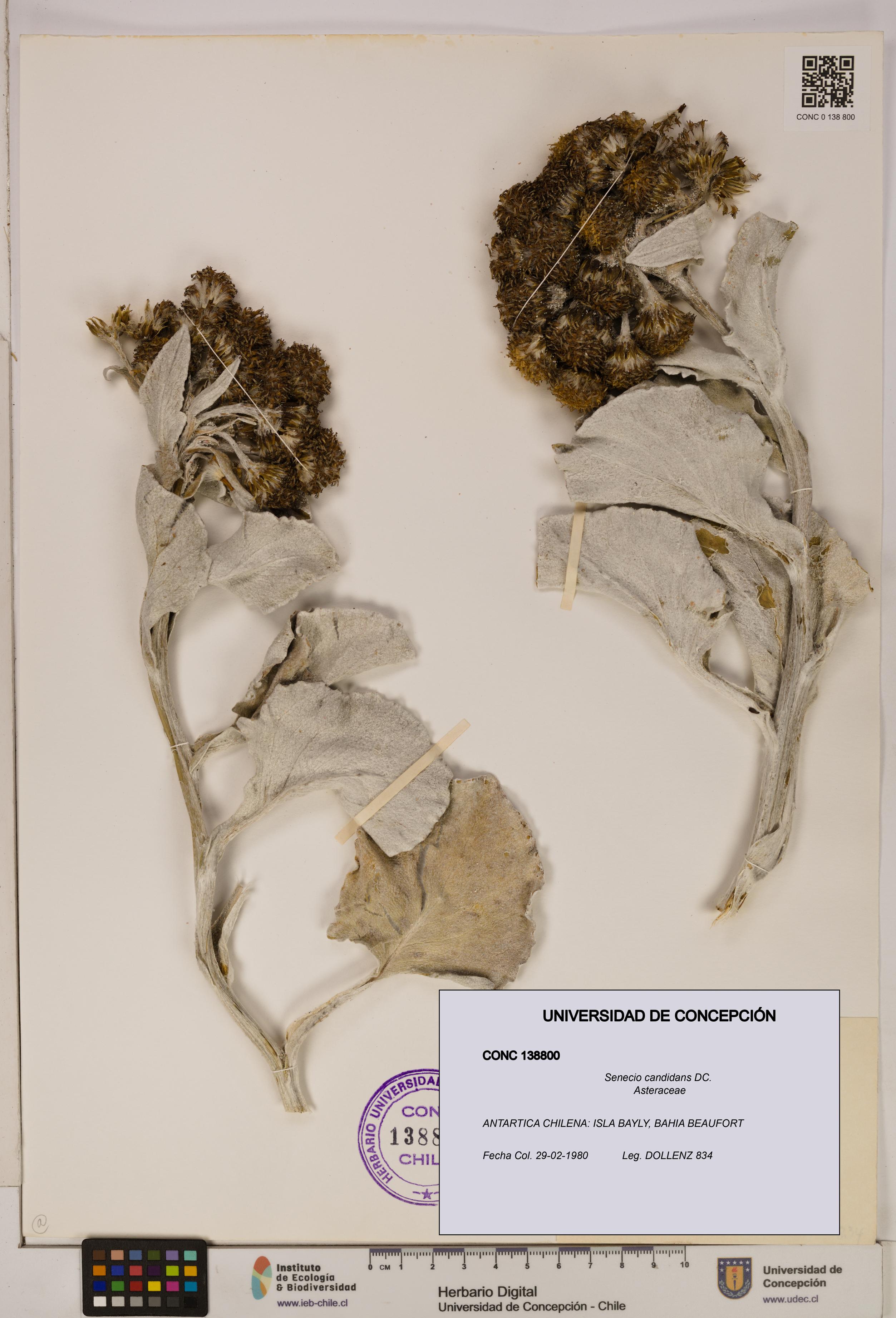 Senecio candidans [Espécimen: UDEC:CONC:0138800]