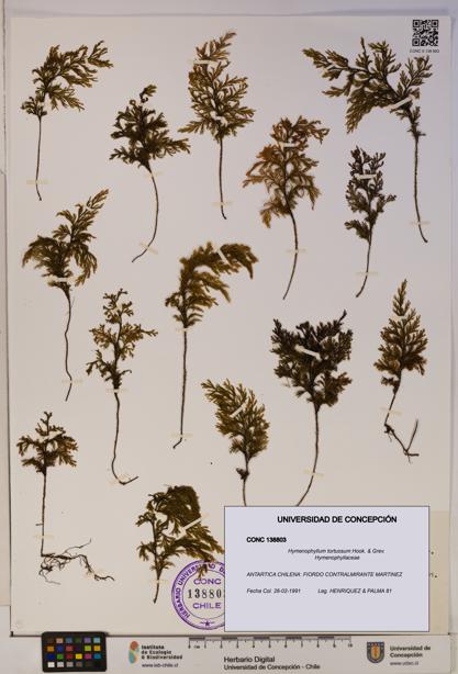 Hymenophyllum tortuosum [Espécimen: ]