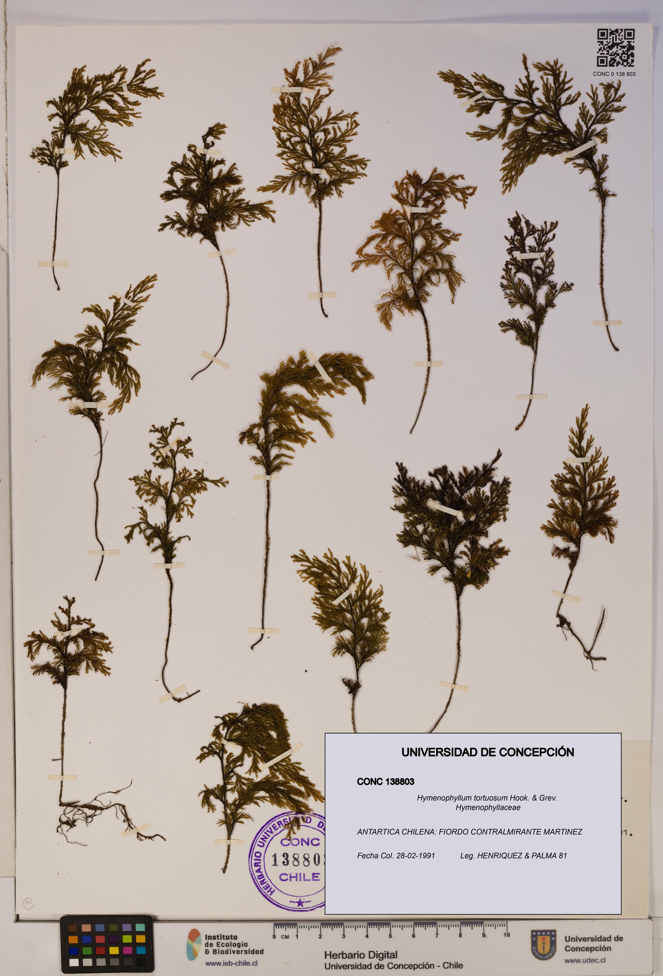 Hymenophyllum tortuosum [Espécimen: ]