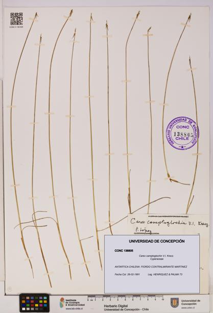 Carex camptoglochin [Espécimen: UDEC:CONC:0138805]