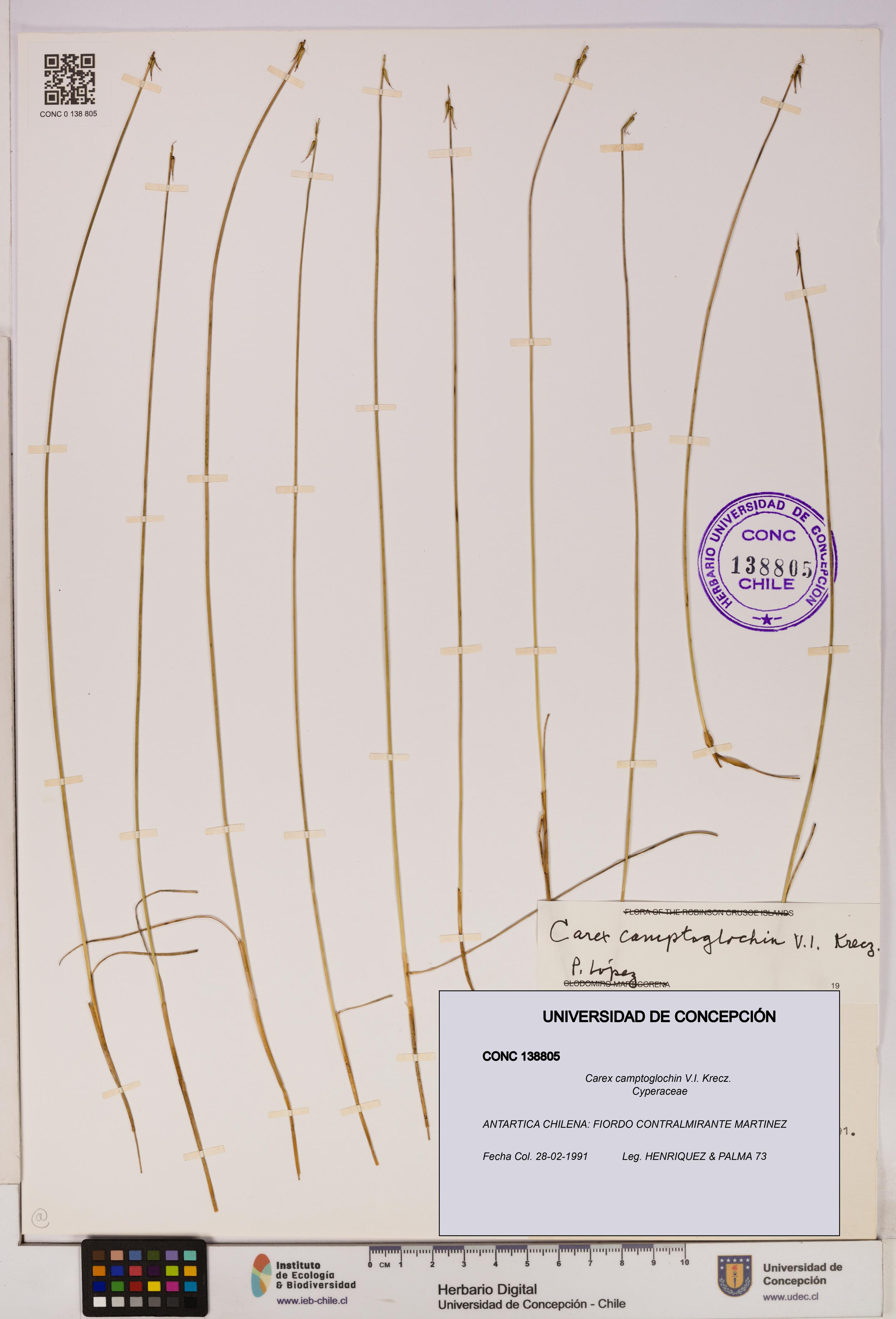 Carex camptoglochin [Espécimen: UDEC:CONC:0138805]