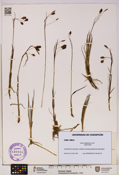 Carex magellanica [Espécimen: UDEC:CONC:0138814]