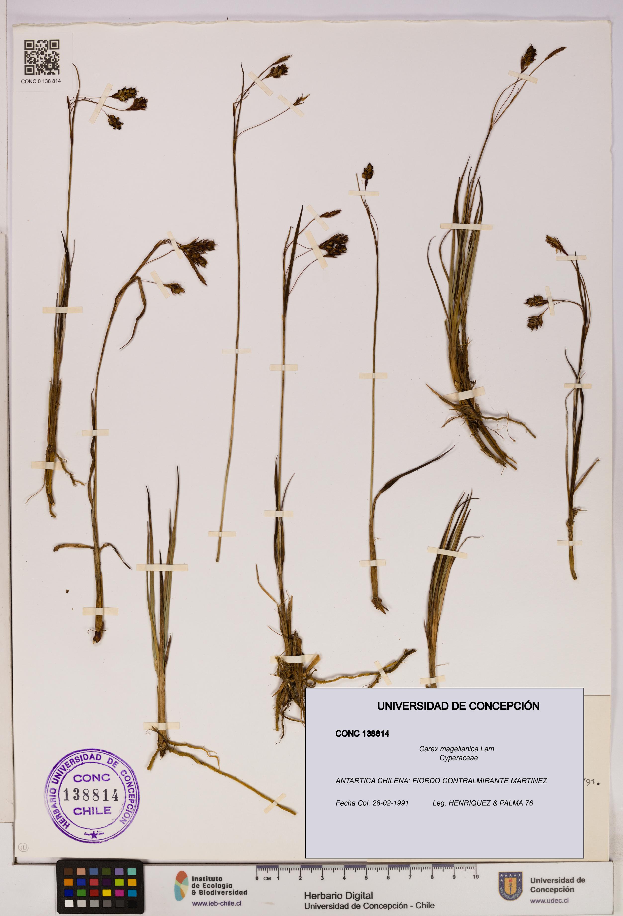 Carex magellanica [Espécimen: UDEC:CONC:0138814]