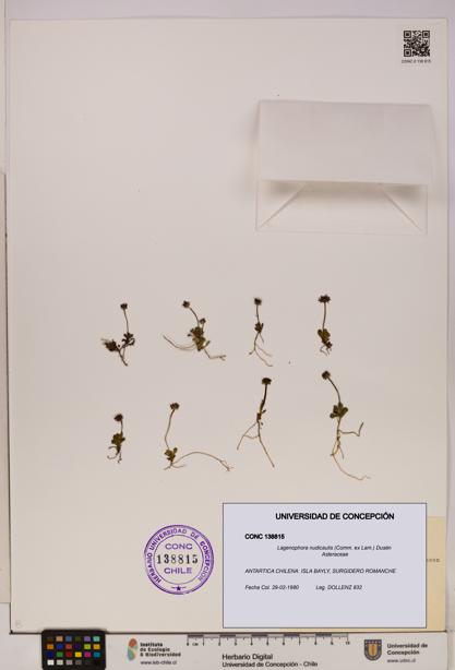 Lagenophora nudicaulis [Espécimen: ]
