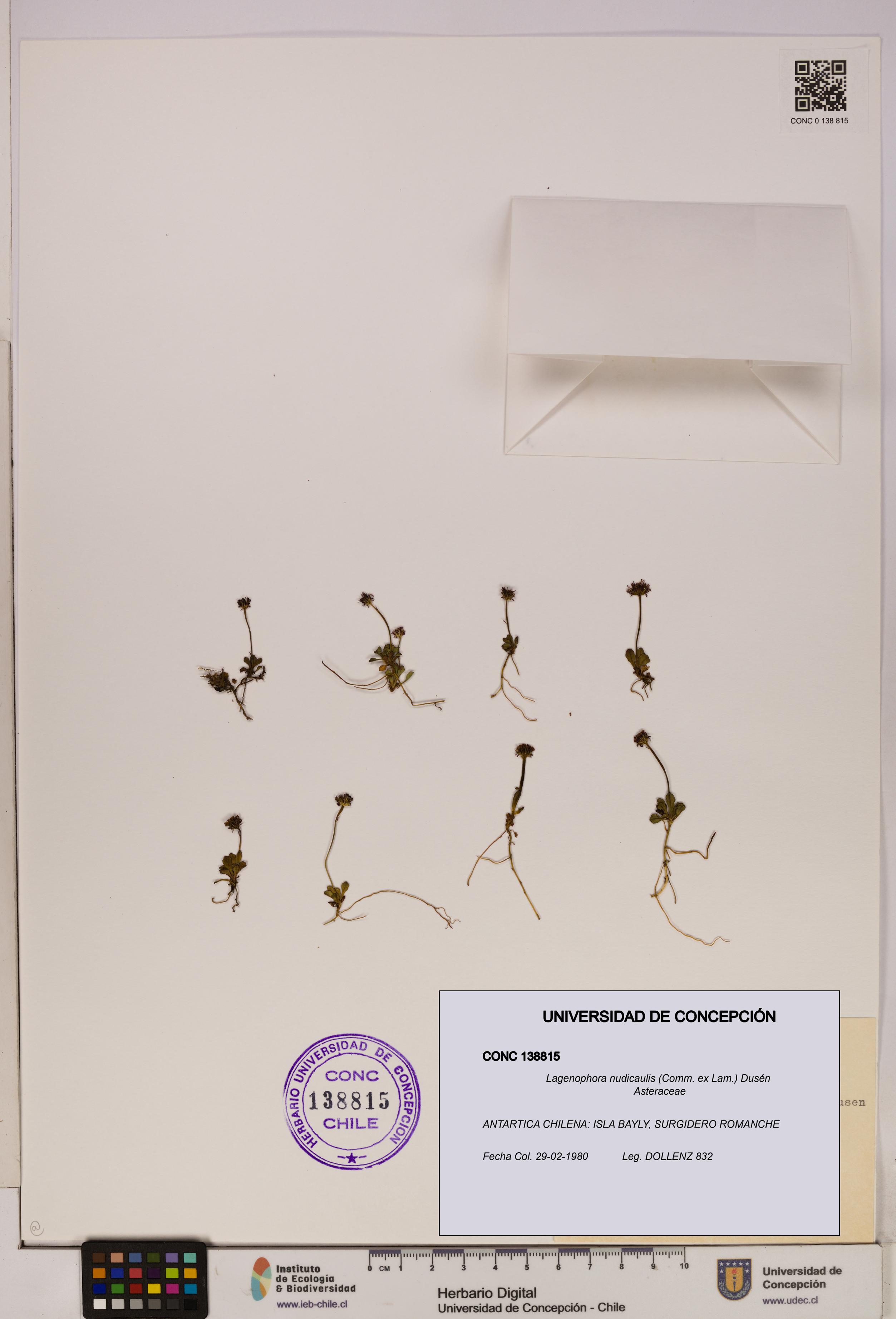 Lagenophora nudicaulis [Espécimen: ]