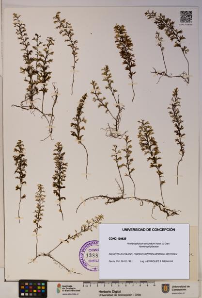 Hymenophyllum secundum [Espécimen: ]
