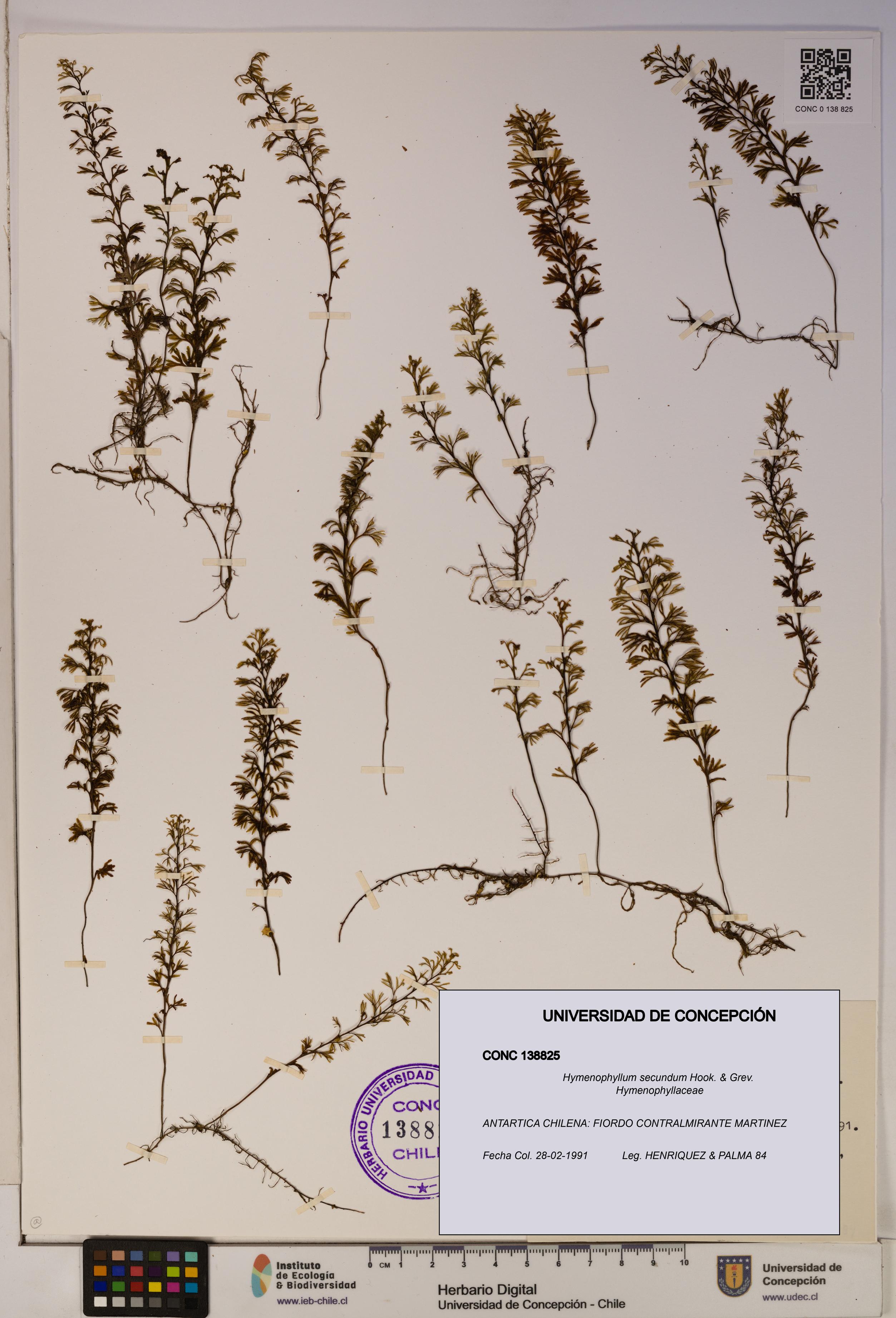 Hymenophyllum secundum [Espécimen: ]