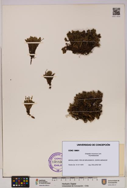 Drapetes muscosus [Espécimen: UDEC:CONC:0138831]