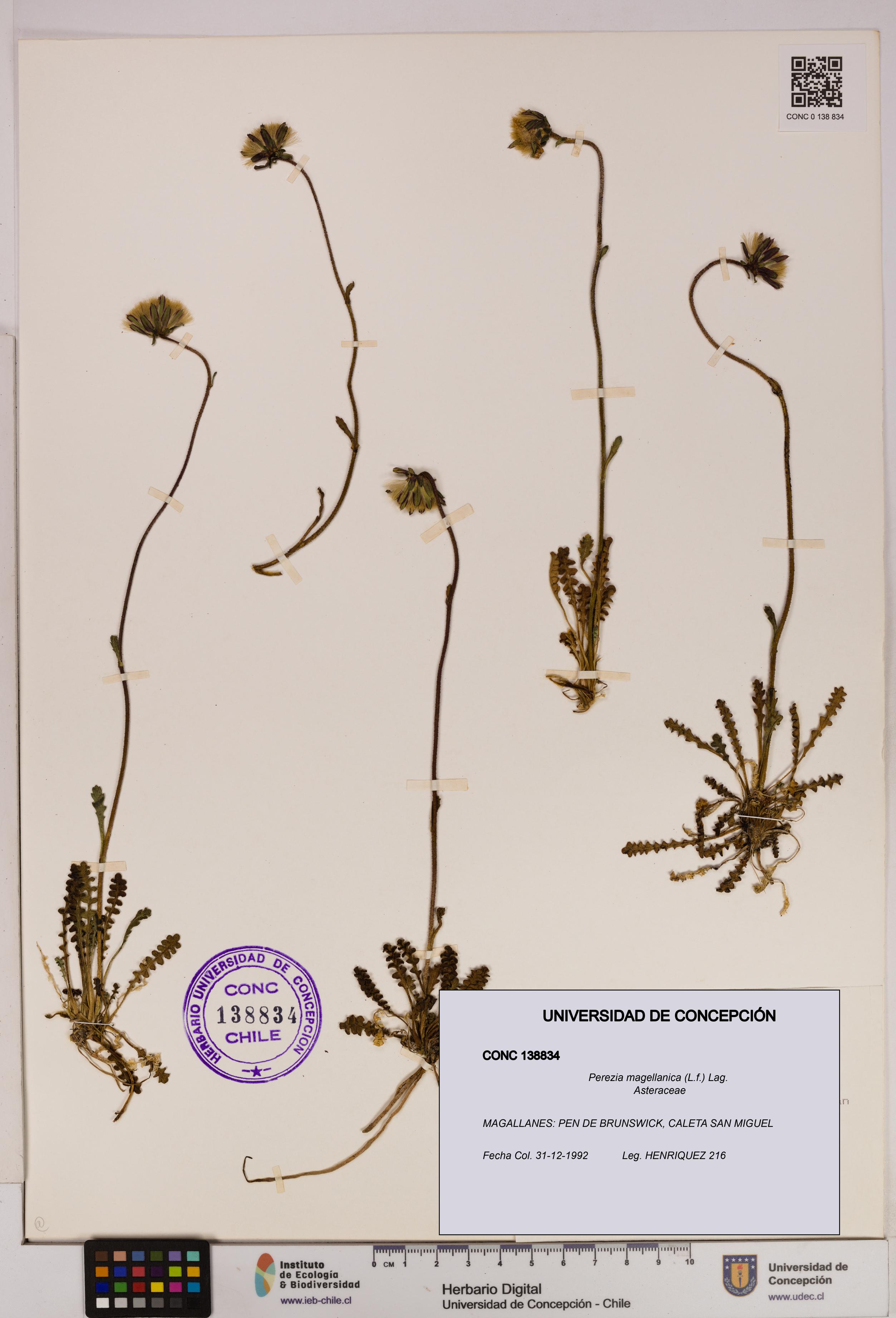 Perezia magellanica [Espécimen: UDEC:CONC:0138834]