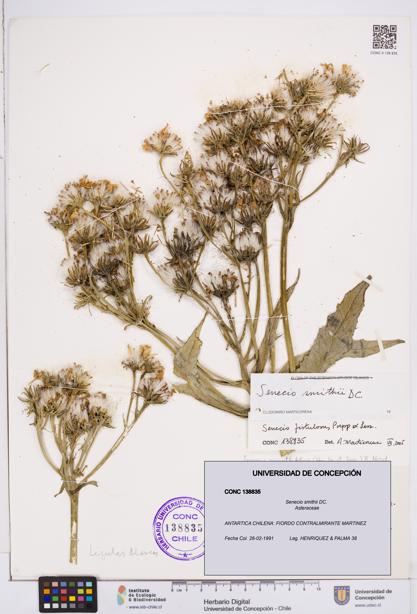Senecio smithii [Espécimen: ]