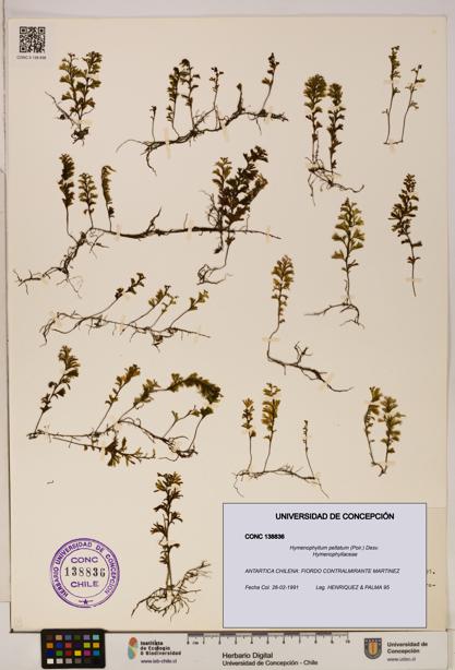 Hymenophyllum peltatum [Espécimen: ]