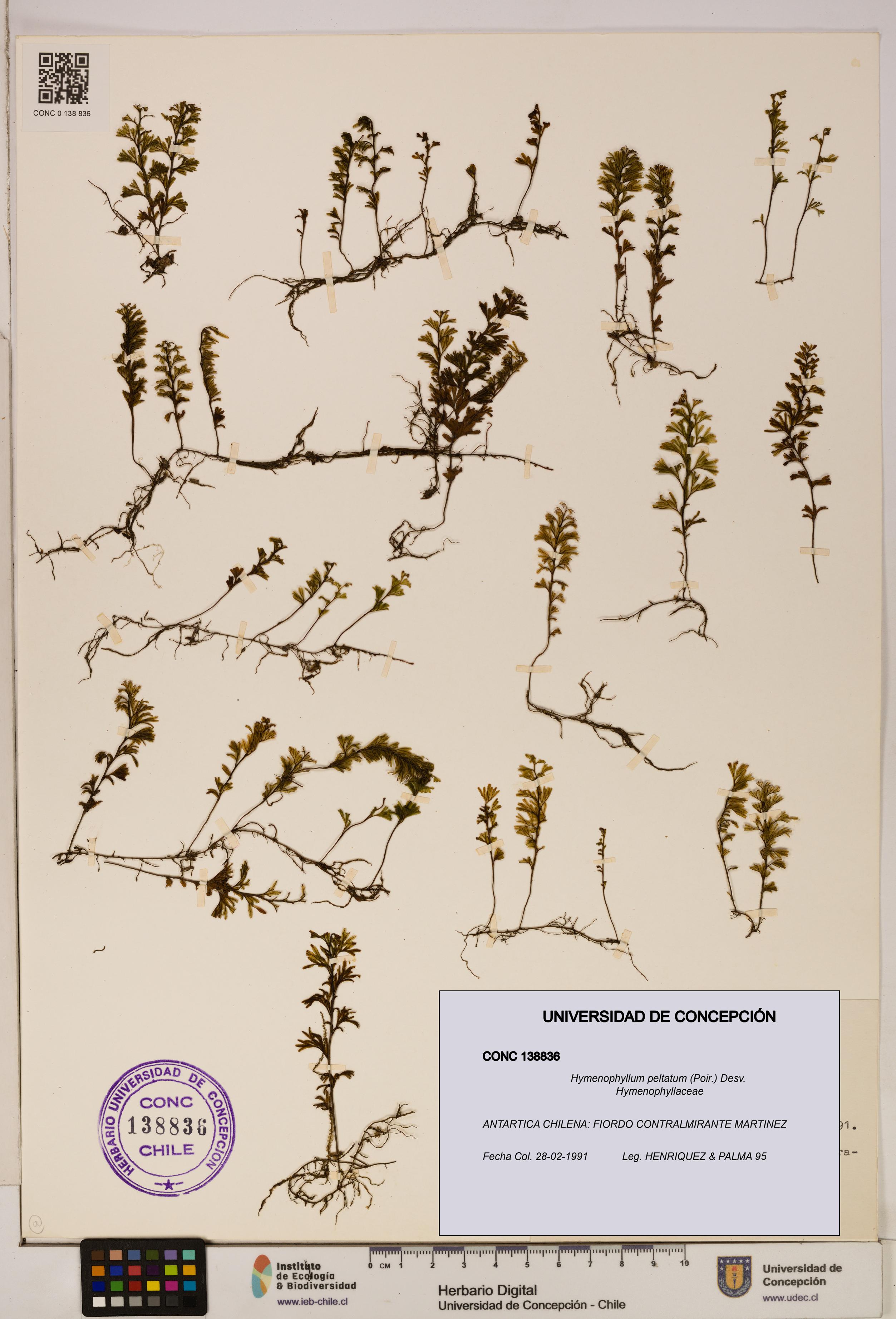 Hymenophyllum peltatum [Espécimen: ]