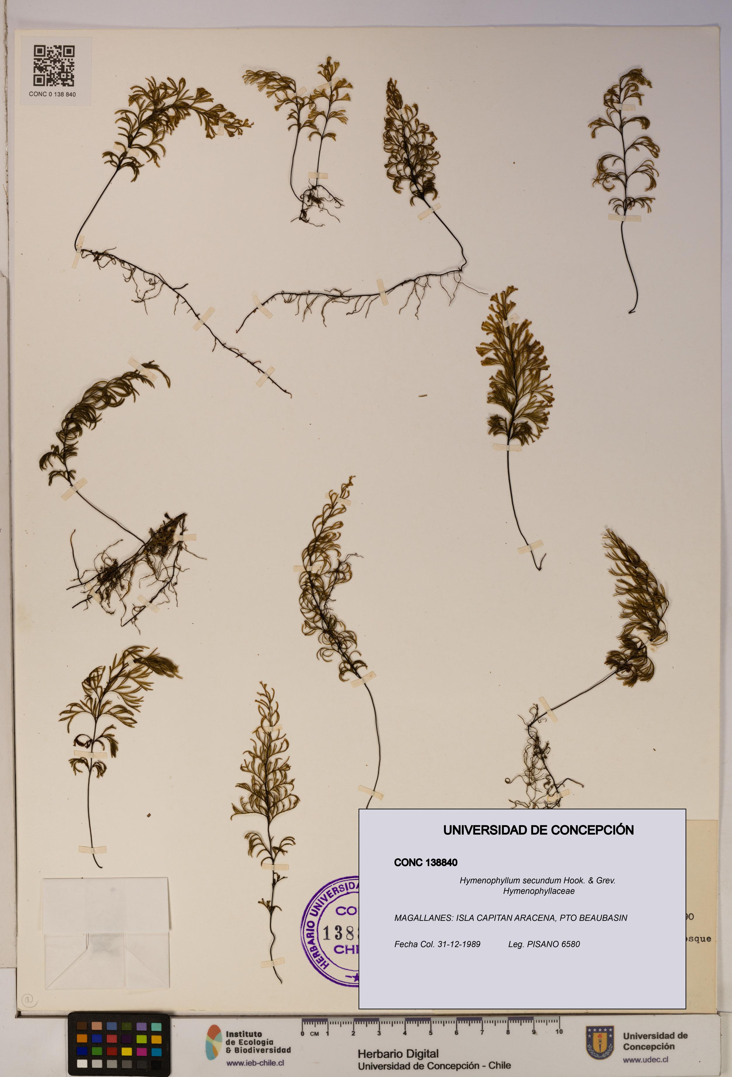 Hymenophyllum secundum [Espécimen: ]