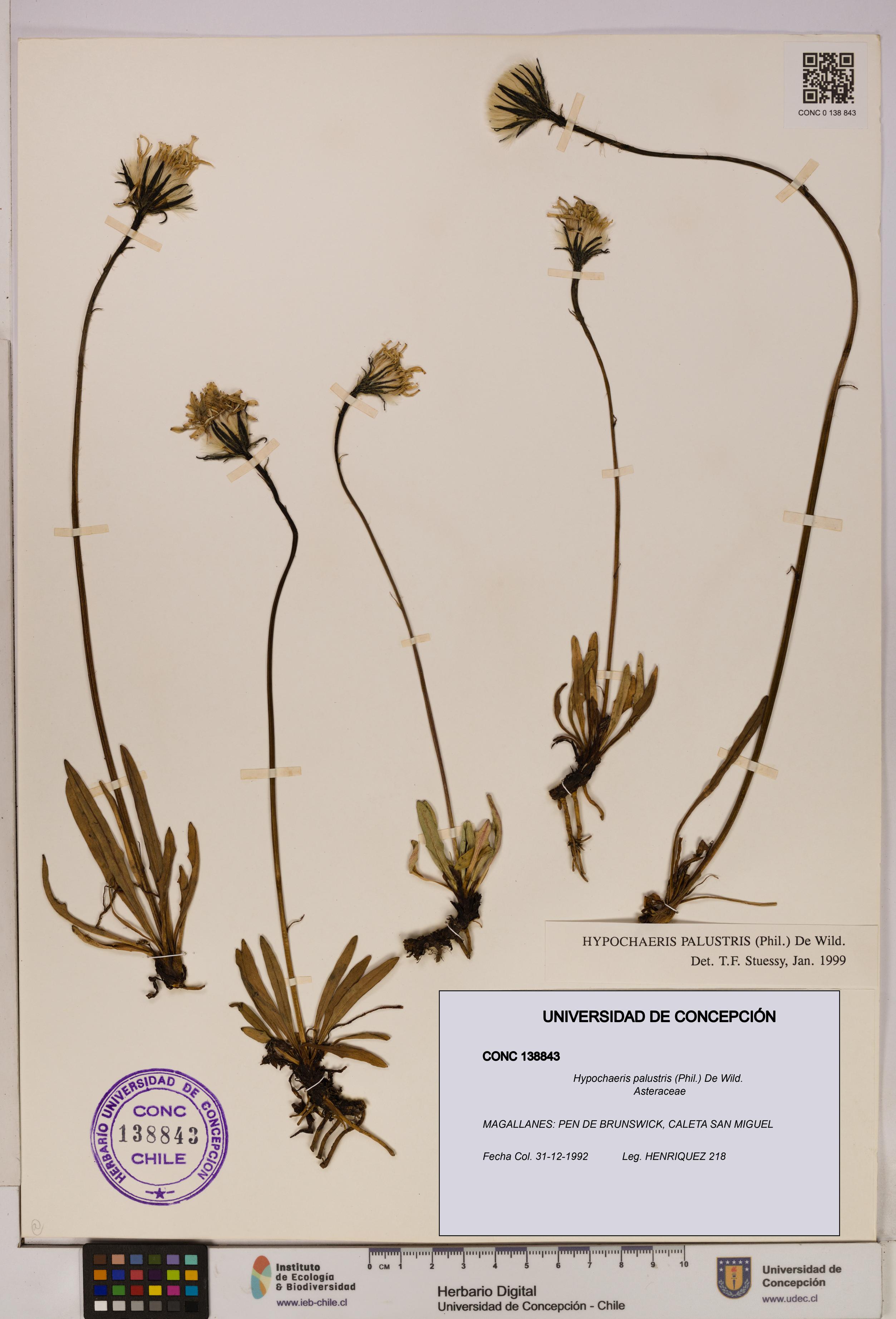 Hypochaeris palustris [Espécimen: UDEC:CONC:0138843]