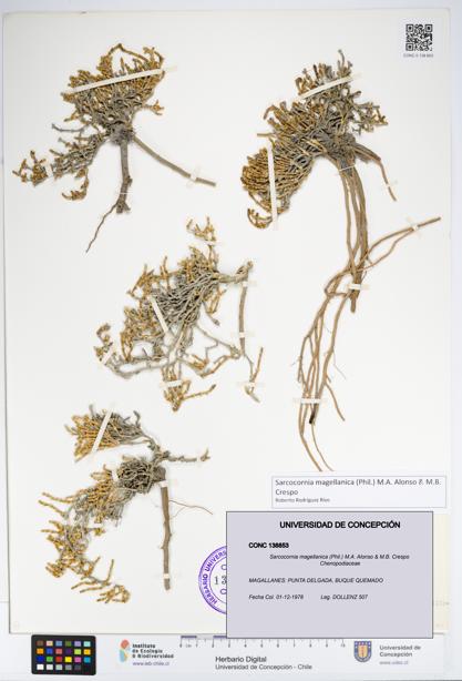 Sarcocornia magellanica [Espécimen: UDEC:CONC:0138853]