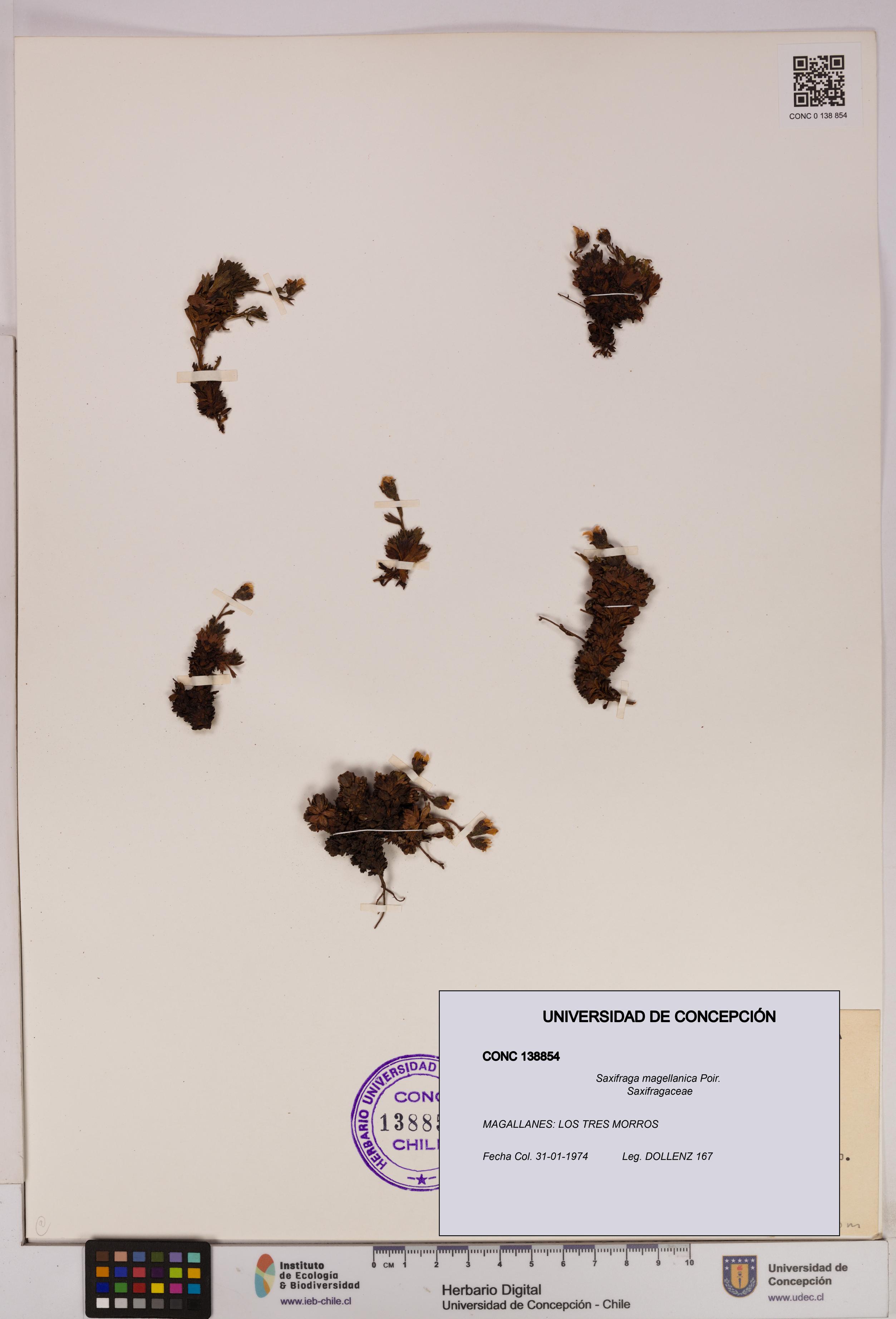 Saxifraga magellanica [Espécimen: UDEC:CONC:0138854]